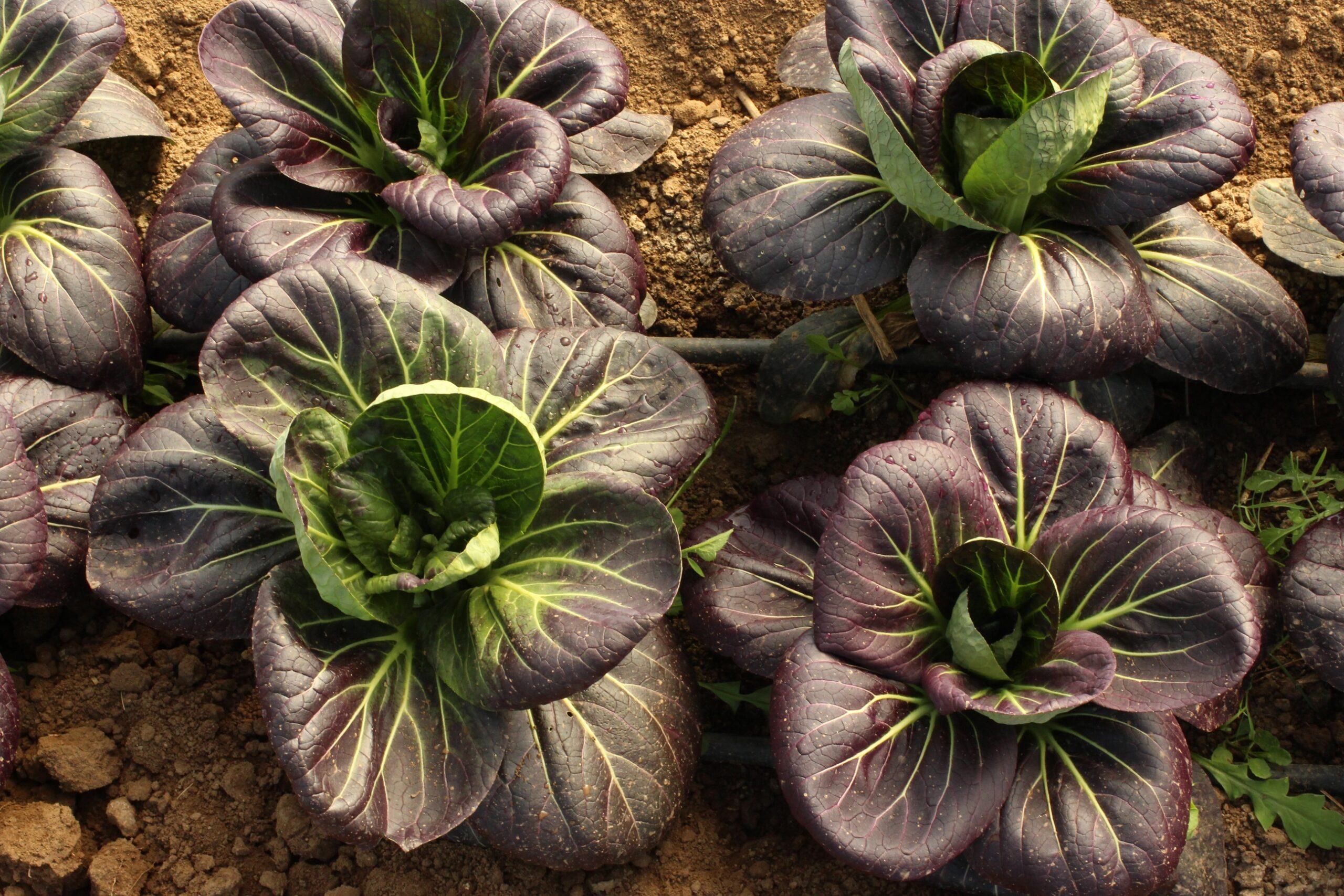 Finaliza el plazo de solicitud de beca